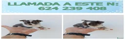 Chihuahua perros en venta: PRECIOSOS CHIHUAHUAS MINI TOY  - Anuncio 6