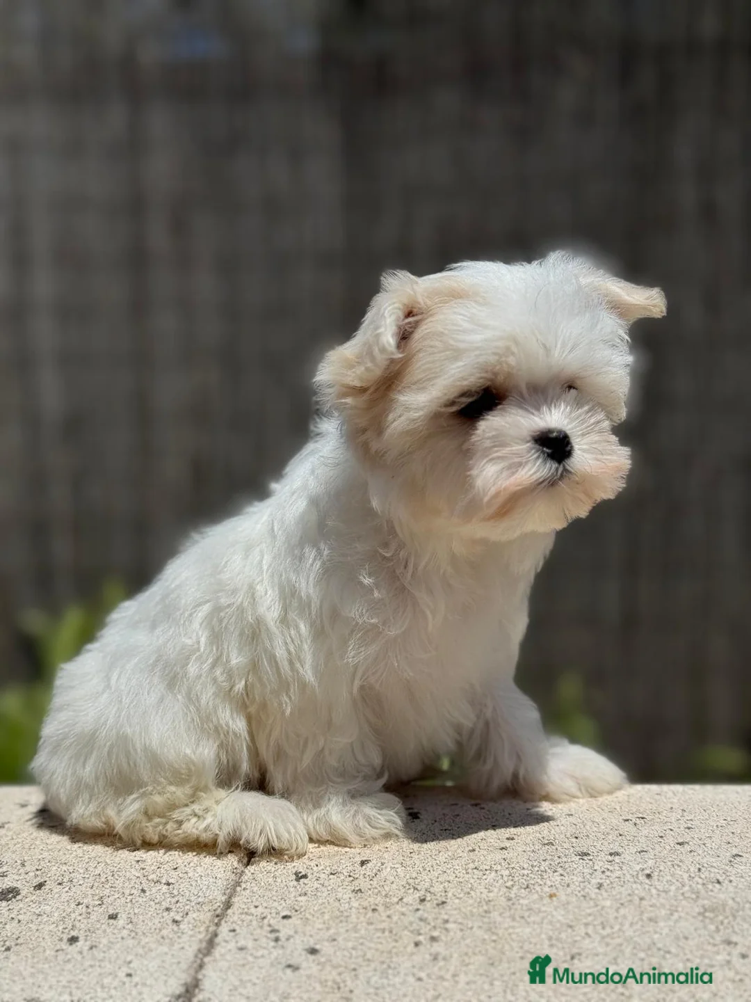Bichón Maltés perros en venta: MALTES AMERICANO - Anuncio 5