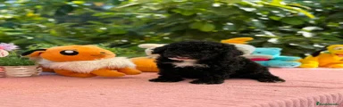 Perro de Agua Español 1