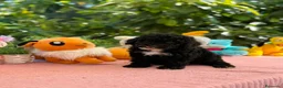 Perro de Agua Español perros en venta: Perro de aguas - Anuncio 5