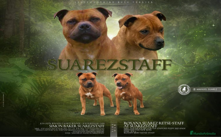 Staffordshire Bull Terrier perros - Anuncio 9