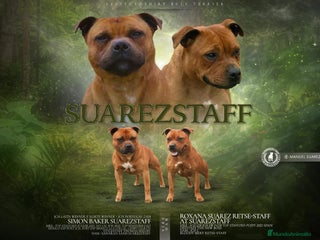 Staffordshire Bull Terrier perros - Anuncio 7