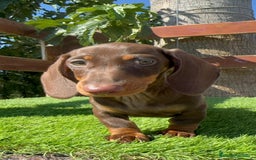 Teckel perros en venta: TECKEL MINIATURA HEMBRA - Imagen 21
