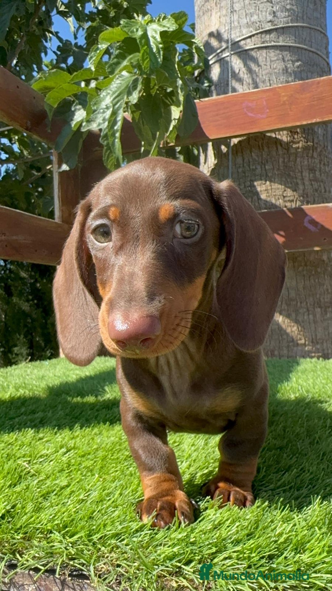 Teckel perros en venta: TECKEL MINIATURA HEMBRA - Imagen 21