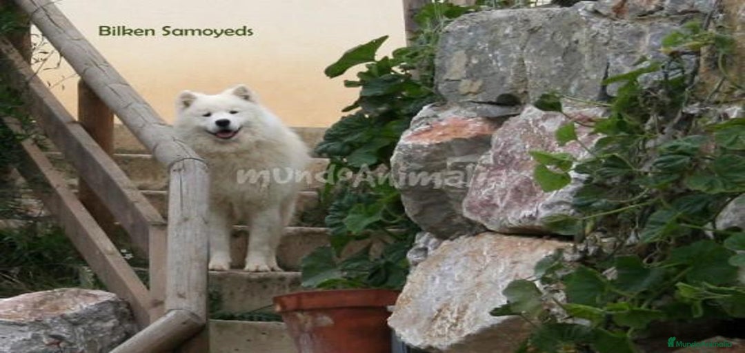 Imagen de galería {{count}}