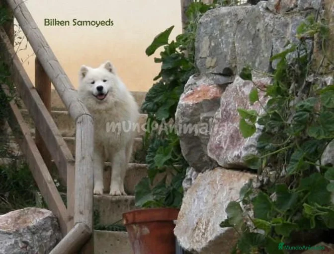 Imagen de galería {{count}}