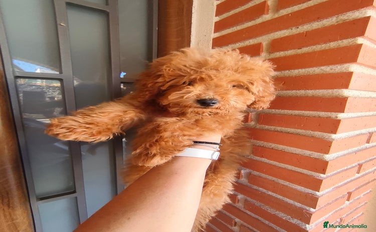Caniche Toy perros - Anuncio 10