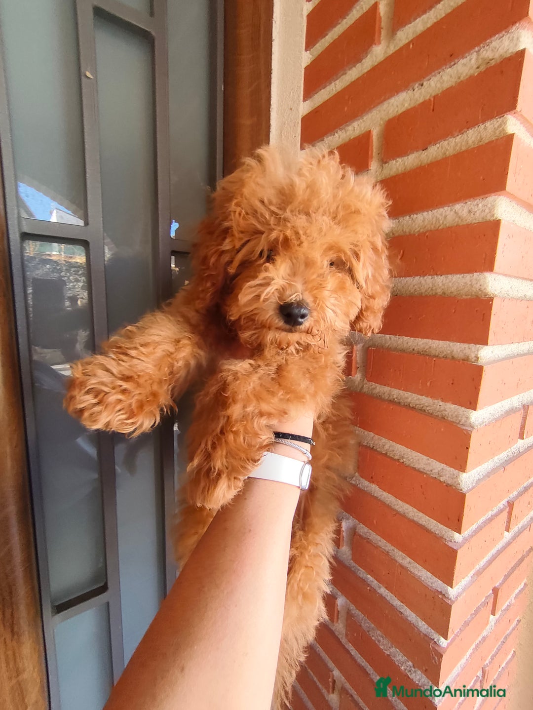 Caniche Toy perros en venta: Benny de PraoToro  - Imagen 1