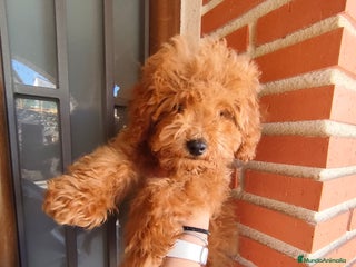 Caniche Toy perros - Anuncio 1