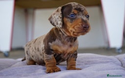 Teckel Miniatura perros en venta: 🐾 Kodat, Byron, Curry y Florentina – Teckel 🐾 - Imagen 7