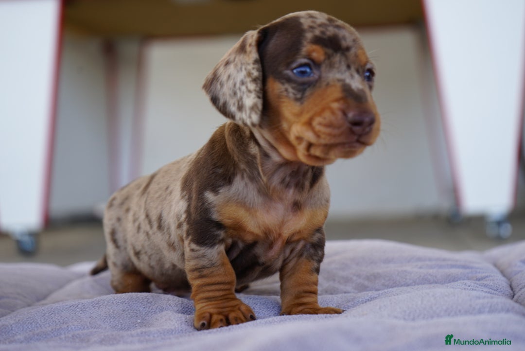 Teckel Miniatura perros en venta: 🐾 Kodat, Byron, Curry y Florentina – Teckel 🐾 - Imagen 7
