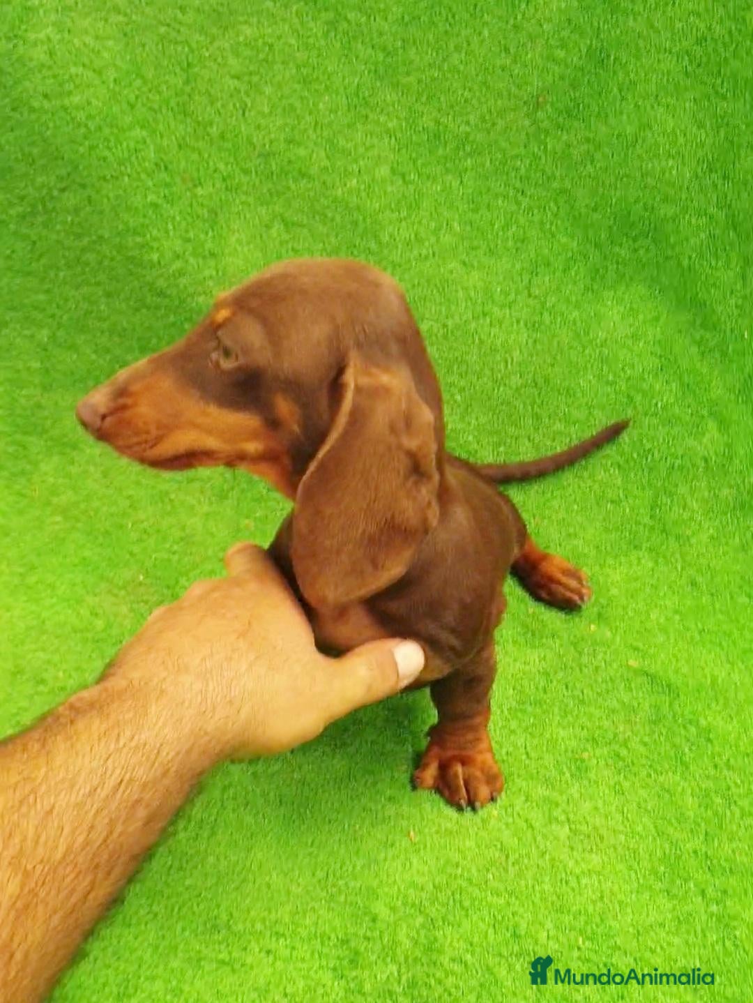 Teckel Miniatura perros Teckel Miniatura  - Anuncio 30