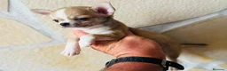 Chihuahua perros en venta: Chihuahua toy cabeza manzana  - Anuncio 1