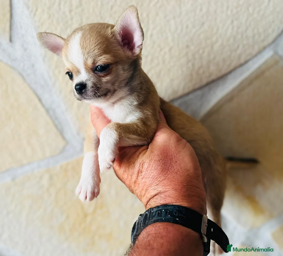 Chihuahua perros en venta: Chihuahua toy cabeza manzana  - Anuncio 1