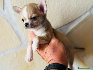 Chihuahua perros Chihuahua toy cabeza manzana - Anuncio 5
