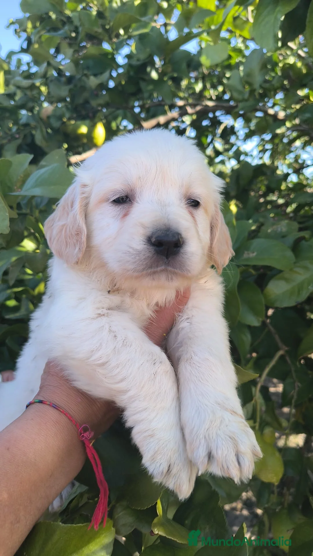 Golden Retriever perros en venta: preciosos golden retriever LÉVATE EL TUYO! en Málaga - Anuncio 1