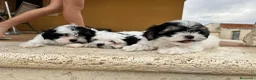 Shih Tzu perros en venta: Shih tzu - Anuncio 1
