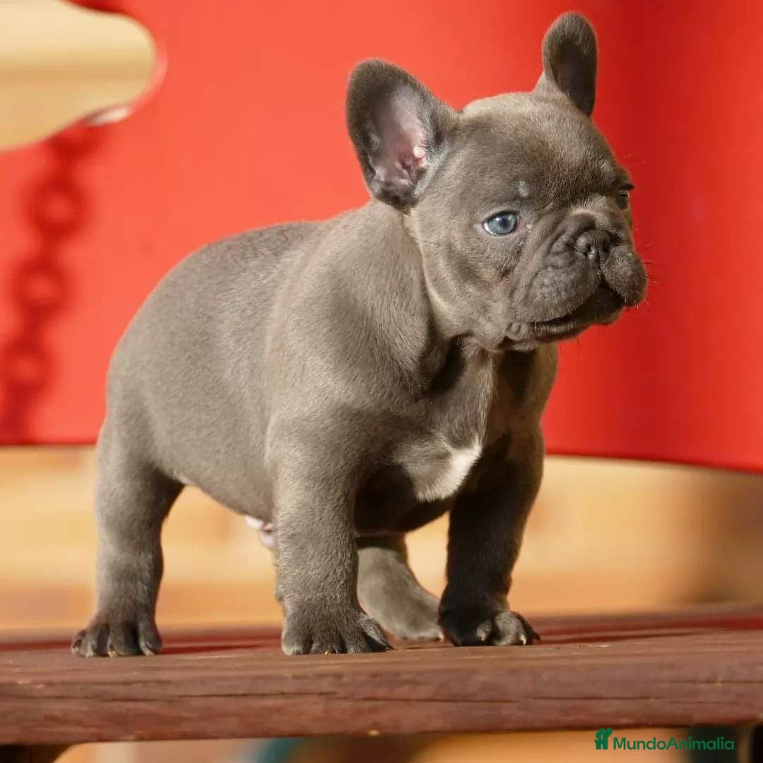 Bulldog Francés perros Cachorros de Bulldog Frances  - Anuncio 2