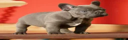 Bulldog Francés perros en venta: Cachorros de Bulldog Frances  - Anuncio 1