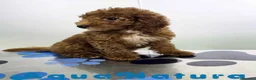 Caniche Enano perros en venta: Caniche Hembra de Barbie y Can (Ref 4138) - Anuncio 8