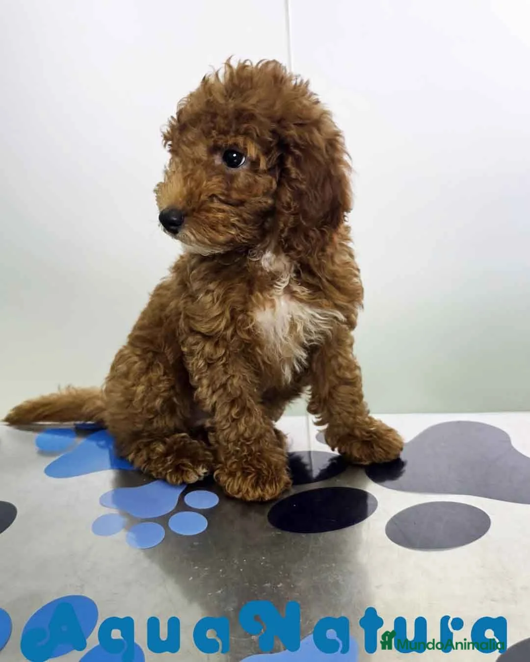 Caniche Enano perros en venta: Caniche Hembra de Barbie y Can (Ref 4138) - Anuncio 8