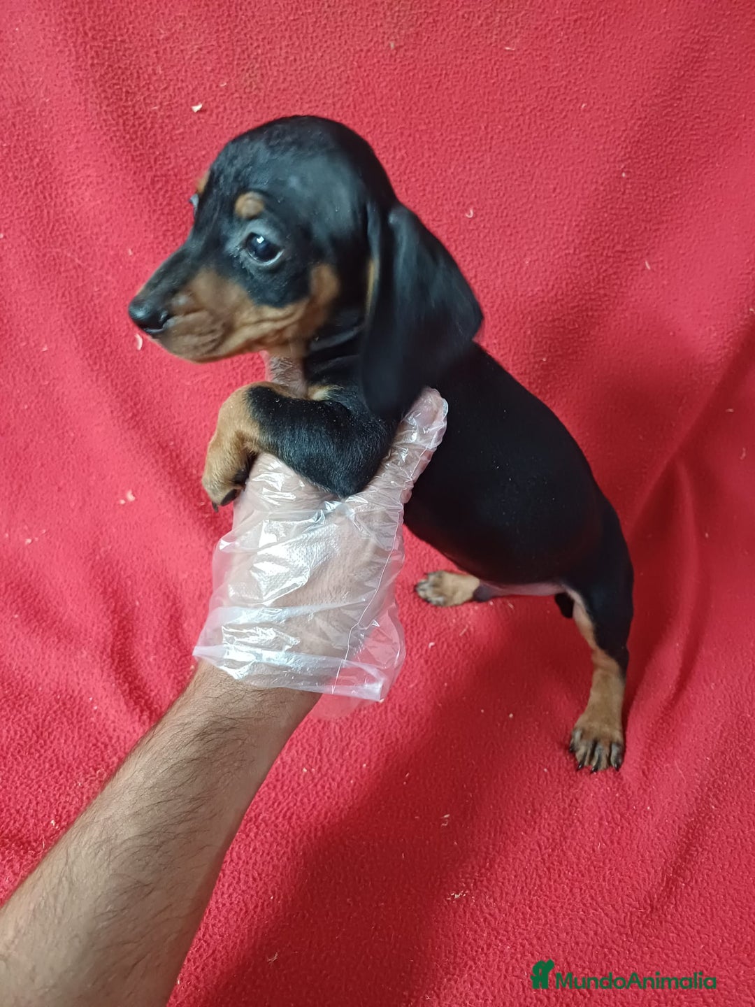 Teckel Miniatura perros en venta: Teckel Miniatura Negro y Fuego  - Anuncio 2
