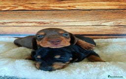 Teckel Miniatura perros en venta: TECKEL - Imagen 4