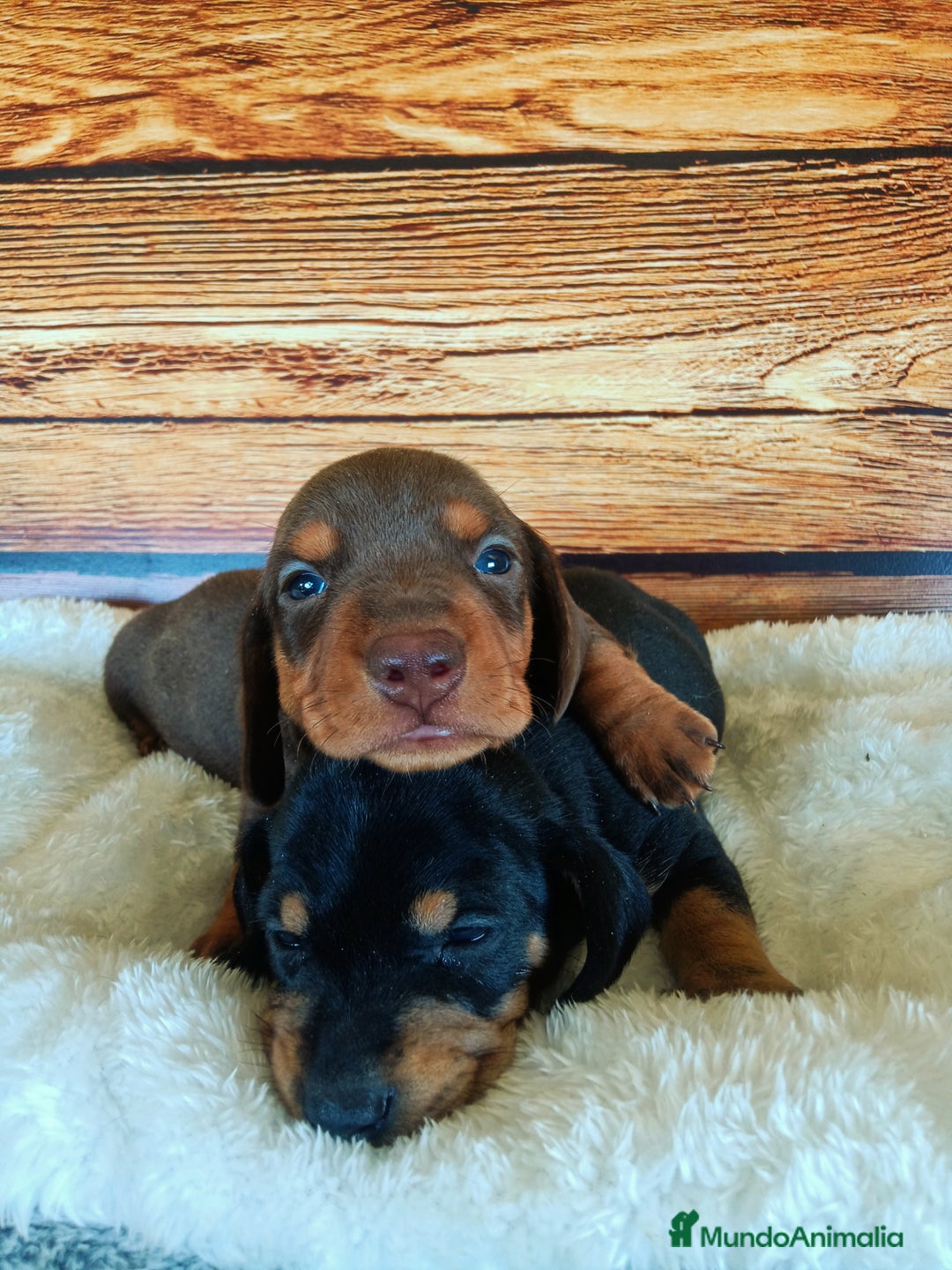 Teckel Miniatura perros en venta: TECKEL - Imagen 4