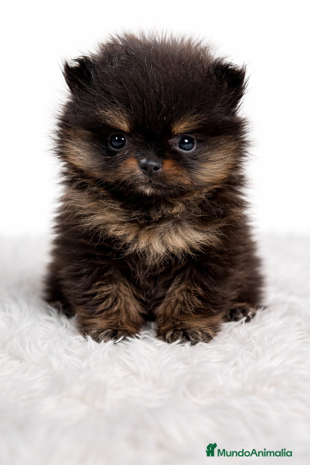 Pomerania perros Pomerania microtoy - Anuncio 2