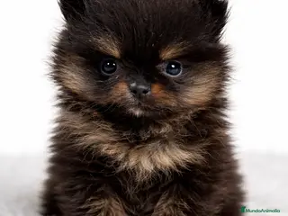 Pomerania perros Pomerania microtoy - Anuncio 2