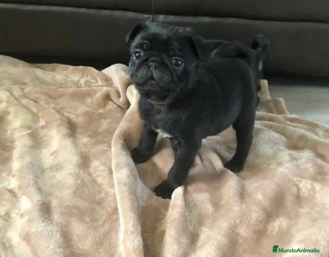 Carlino - Pug perros en venta: Carlino-Pug disponibles🐶🐾 - Anuncio 6