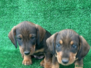 Teckel perros - Anuncio 1