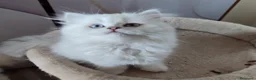 Británico de Pelo Largo gatos en venta: British Chinchilla  - Anuncio 5