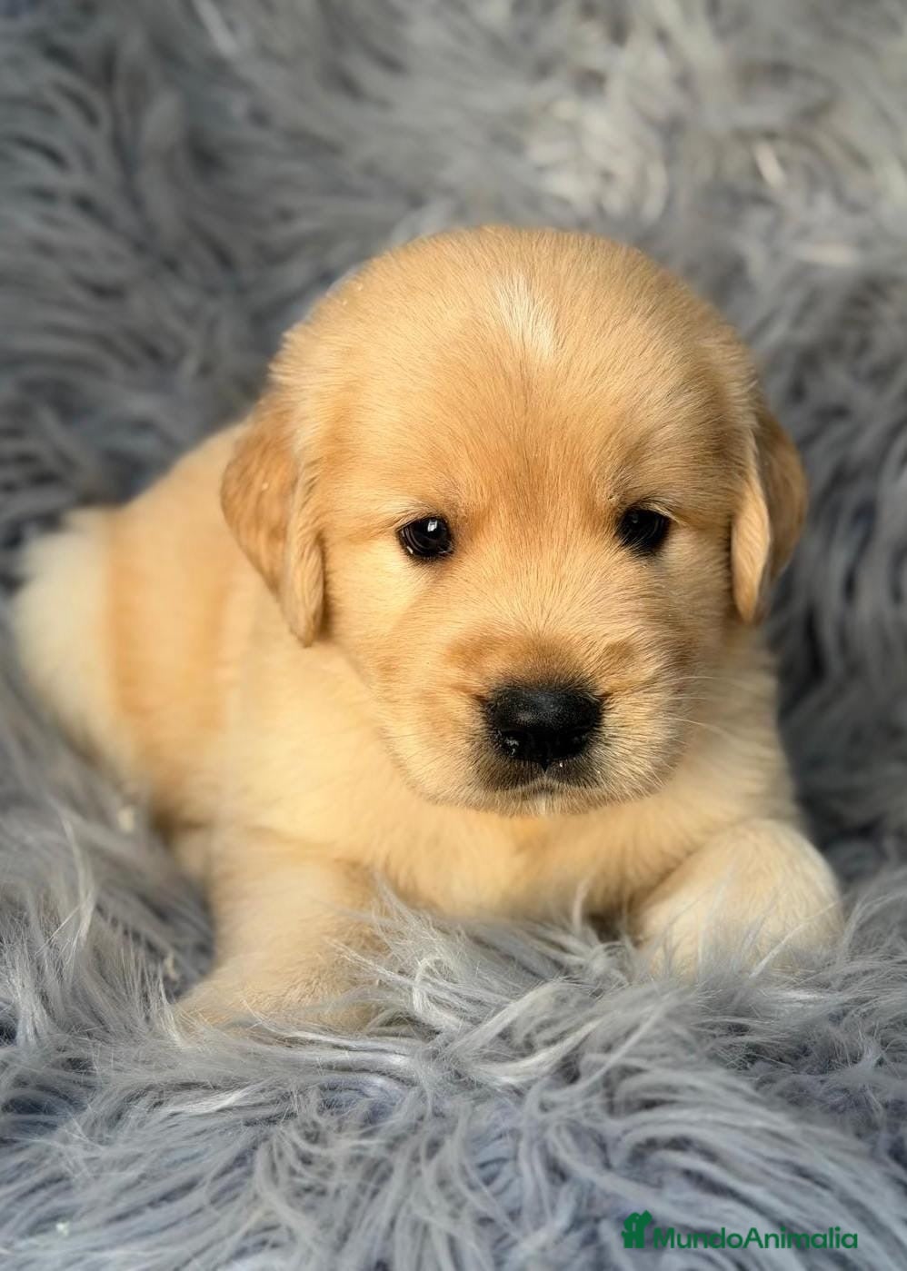 Golden Retriever perros Golden retriever machos💙🐾 - Anuncio 2