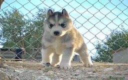 Husky Siberiano perros en venta: Husky Siberiano  - Imagen 8