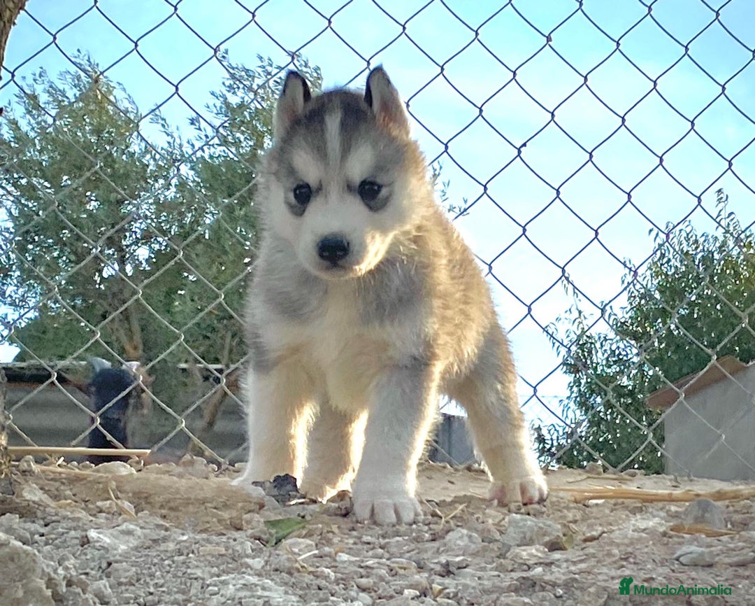 Husky Siberiano perros en venta: Husky Siberiano  - Imagen 8