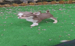 Chihuahua perros en venta: Chihuahua chocolate toys - Imagen 2