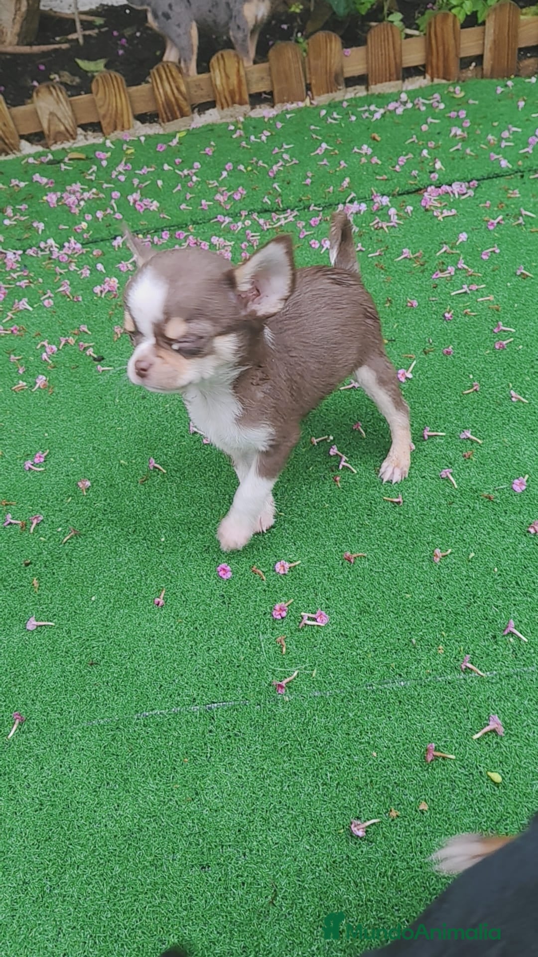 Chihuahua perros en venta: Chihuahua chocolate toys - Imagen 2