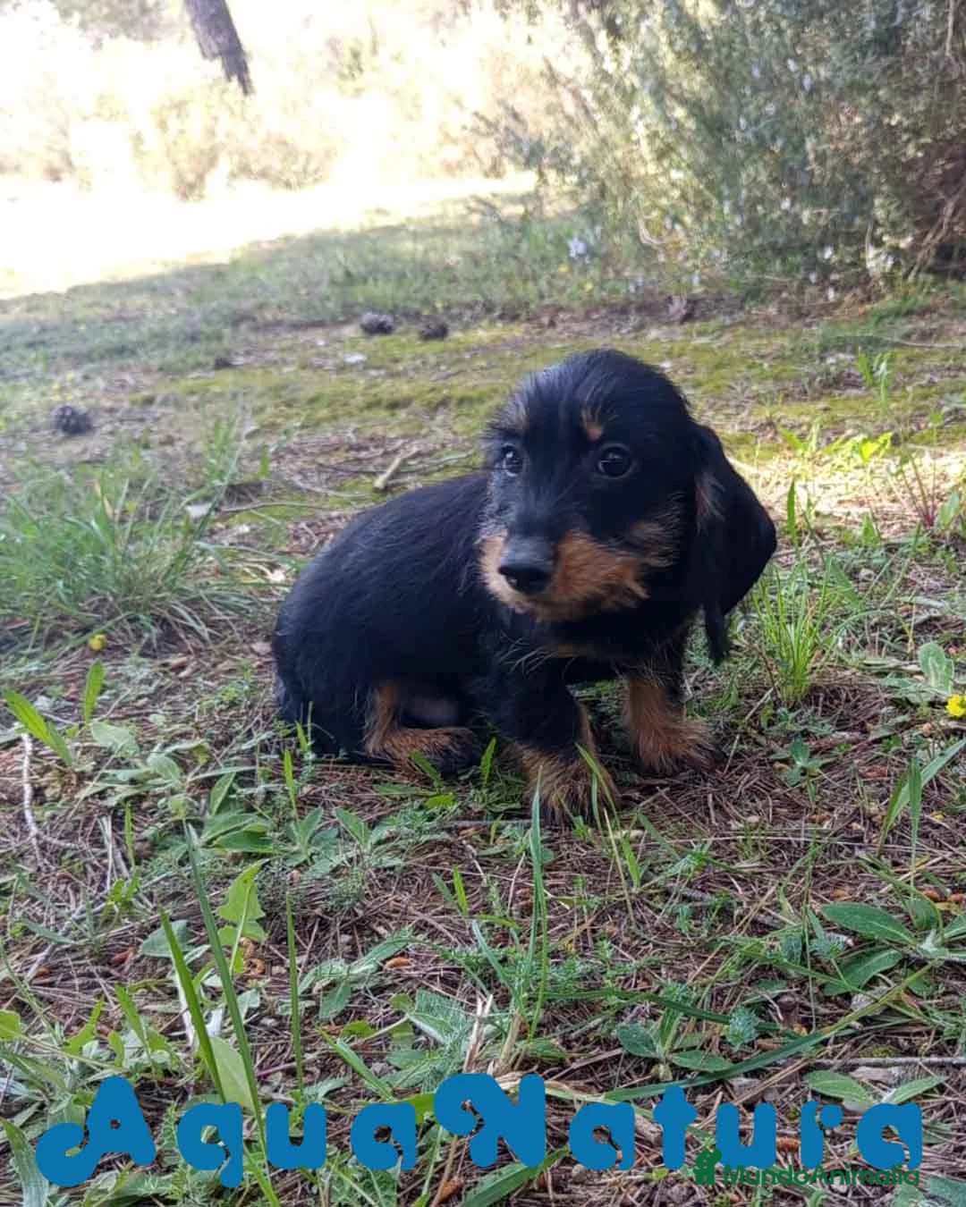 Teckel perros en venta: Teckel Macho Pelo Largo 2019 AQUANATURA - Anuncio 11