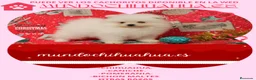Pomerania perros en venta: IMPRECIOSNANTES CACHORRITOS DE POMERANIAS   - Anuncio 12