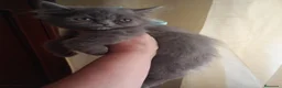 Persa gatos en venta: Macho persa himalayo  - Anuncio 3
