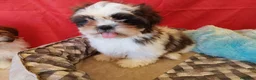 Shih Tzu perros en venta: SHIH TZUS EXCLUSIVOS  - Anuncio 6