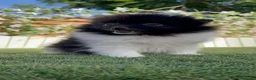 Pomerania perros en venta: POMERANIA - Anuncio 9