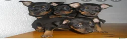 Ratón de Praga perros en venta: Ratón de Praga  - Anuncio 3