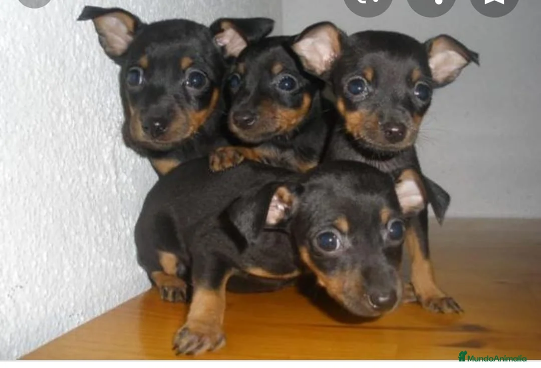 Ratón de Praga perros en venta: Ratón de Praga  - Anuncio 3