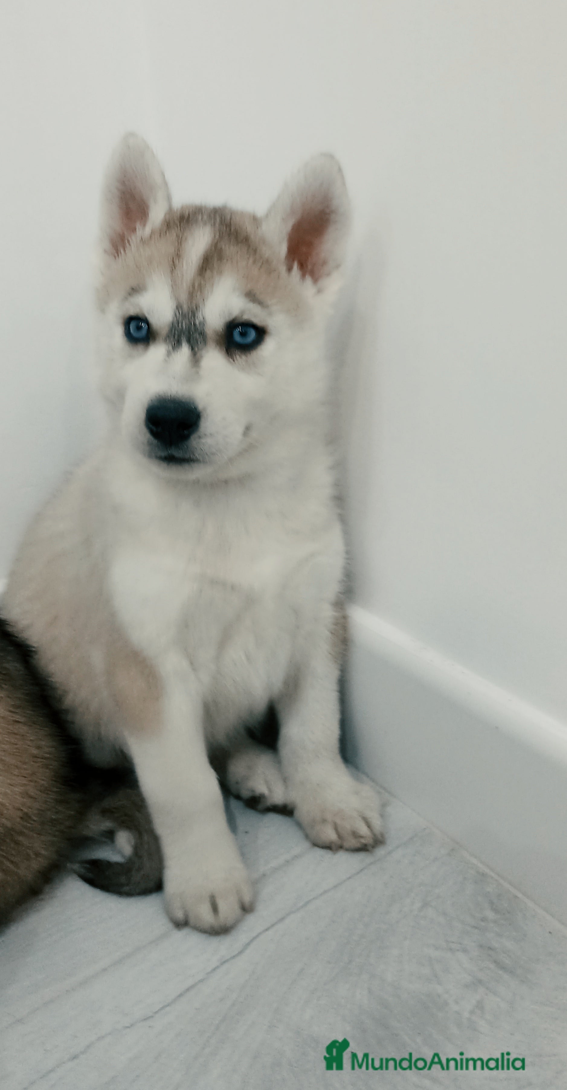 Husky Siberiano perros Husky siberianos cachorros  - Anuncio 19