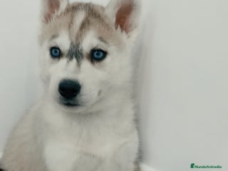 Husky Siberiano perros Husky siberianos cachorros - Anuncio 1