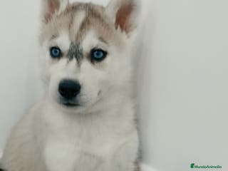Husky Siberiano perros Husky siberianos cachorros - Anuncio 3