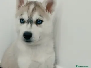 Husky Siberiano perros Husky siberianos cachorros - Anuncio 3