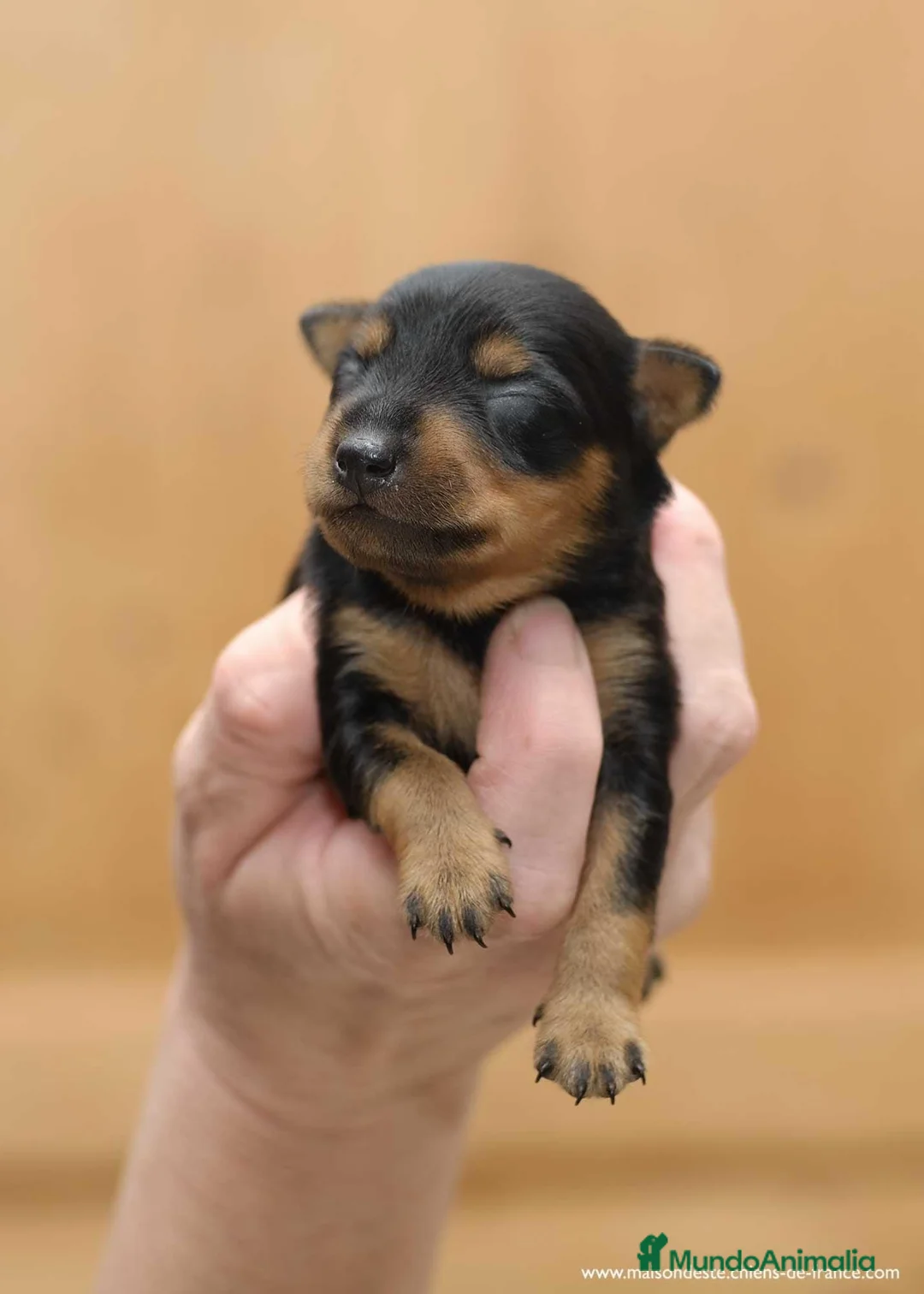 Pinscher Miniatura perros en venta: Puppy pinscher mini en Ciudad Real - Anuncio 3
